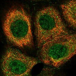 Trim11 Antibody, Novus Biologicals:Antibodies:Primary Antibodies